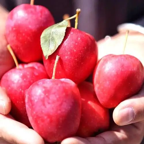 来自新疆的香妃海棠果90%人没吃过，入口嘎嘣脆，酸甜可口，不愧是孩子心头巨爱~休闲区蓝鸢梦想 - Www.slyday.coM