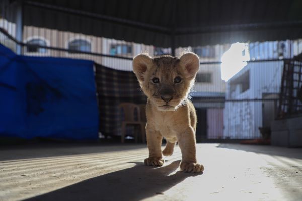 9月25日在加沙地带北部纳玛动物园拍摄的一只狮子幼崽（新华社）