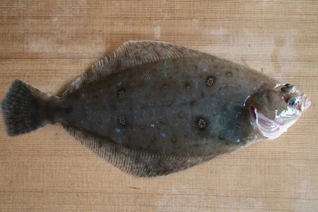 36图 | 青岛15种鲽形目鱼类合集__财经头条