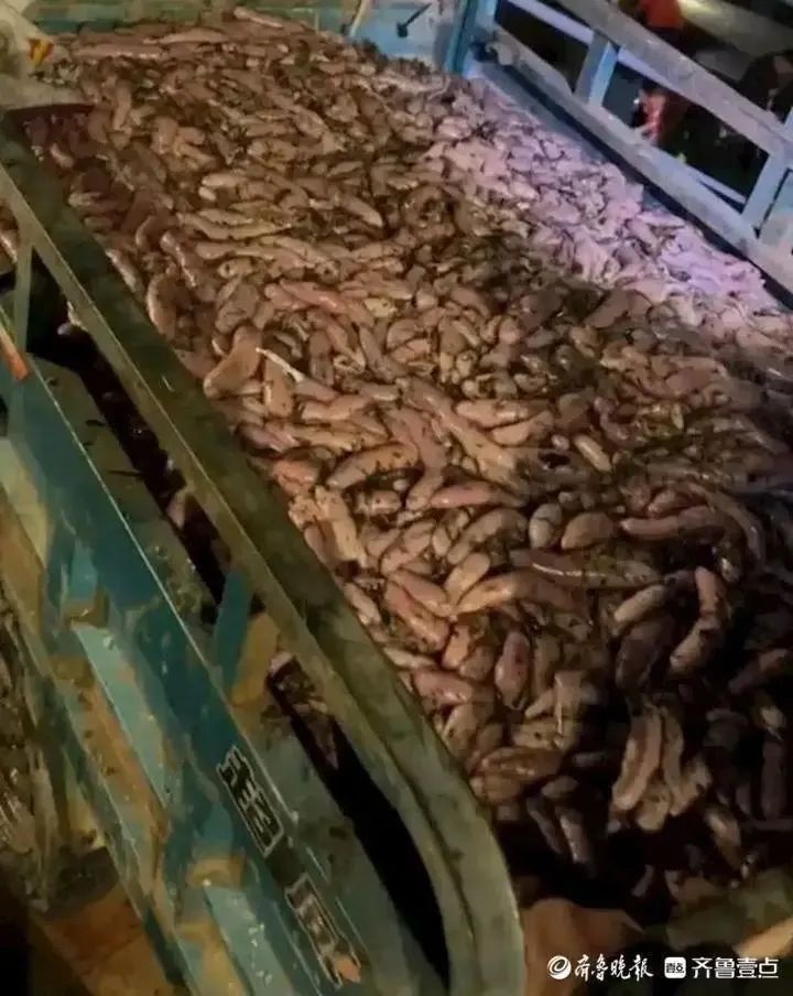 这两天，青岛人被5条热搜急红了眼！指着家门口的大海一通抱怨：你欠我们每个人500斤海鲜休闲区蓝鸢梦想 - Www.slyday.coM
