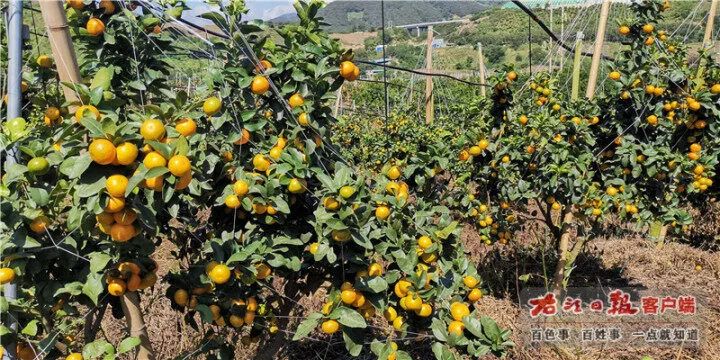 突然就有过年的气氛了！广西的砂糖橘、四季蜜芒上新，今年价格是→休闲区蓝鸢梦想 - Www.slyday.coM