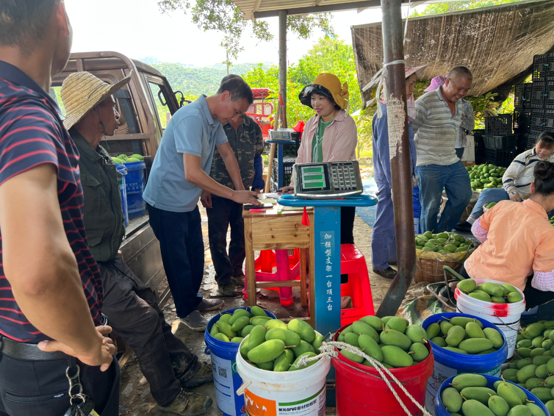 突然就有过年的气氛了！广西的砂糖橘、四季蜜芒上新，今年价格是→休闲区蓝鸢梦想 - Www.slyday.coM