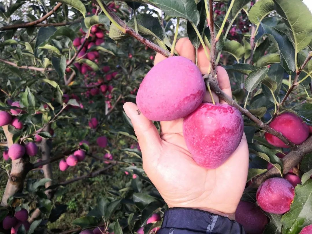 来自新疆的香妃海棠果90%人没吃过，入口嘎嘣脆，酸甜可口，不愧是孩子心头巨爱~休闲区蓝鸢梦想 - Www.slyday.coM