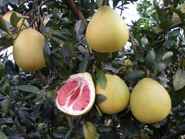 秋日如诗的江西，应配以美食!休闲区蓝鸢梦想 - Www.slyday.coM