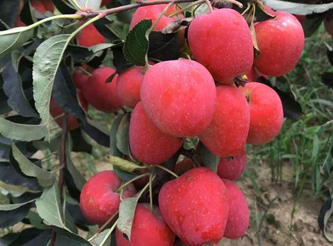 来自新疆的香妃海棠果90%人没吃过，入口嘎嘣脆，酸甜可口，不愧是孩子心头巨爱~休闲区蓝鸢梦想 - Www.slyday.coM