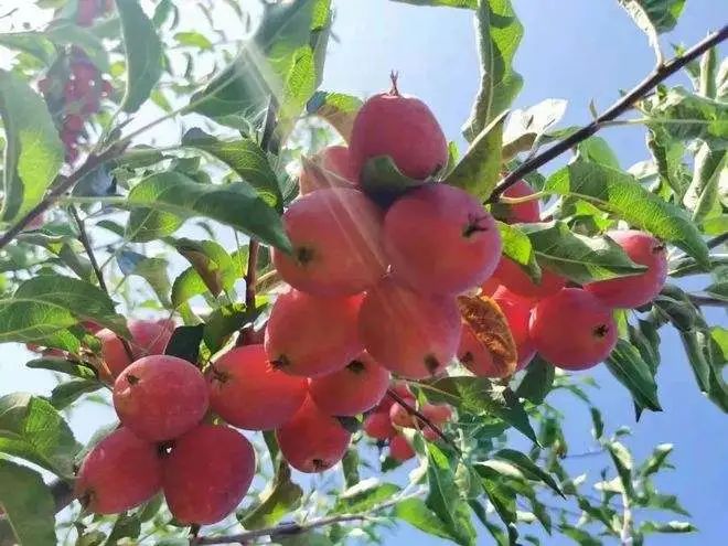 来自新疆的香妃海棠果90%人没吃过，入口嘎嘣脆，酸甜可口，不愧是孩子心头巨爱~休闲区蓝鸢梦想 - Www.slyday.coM