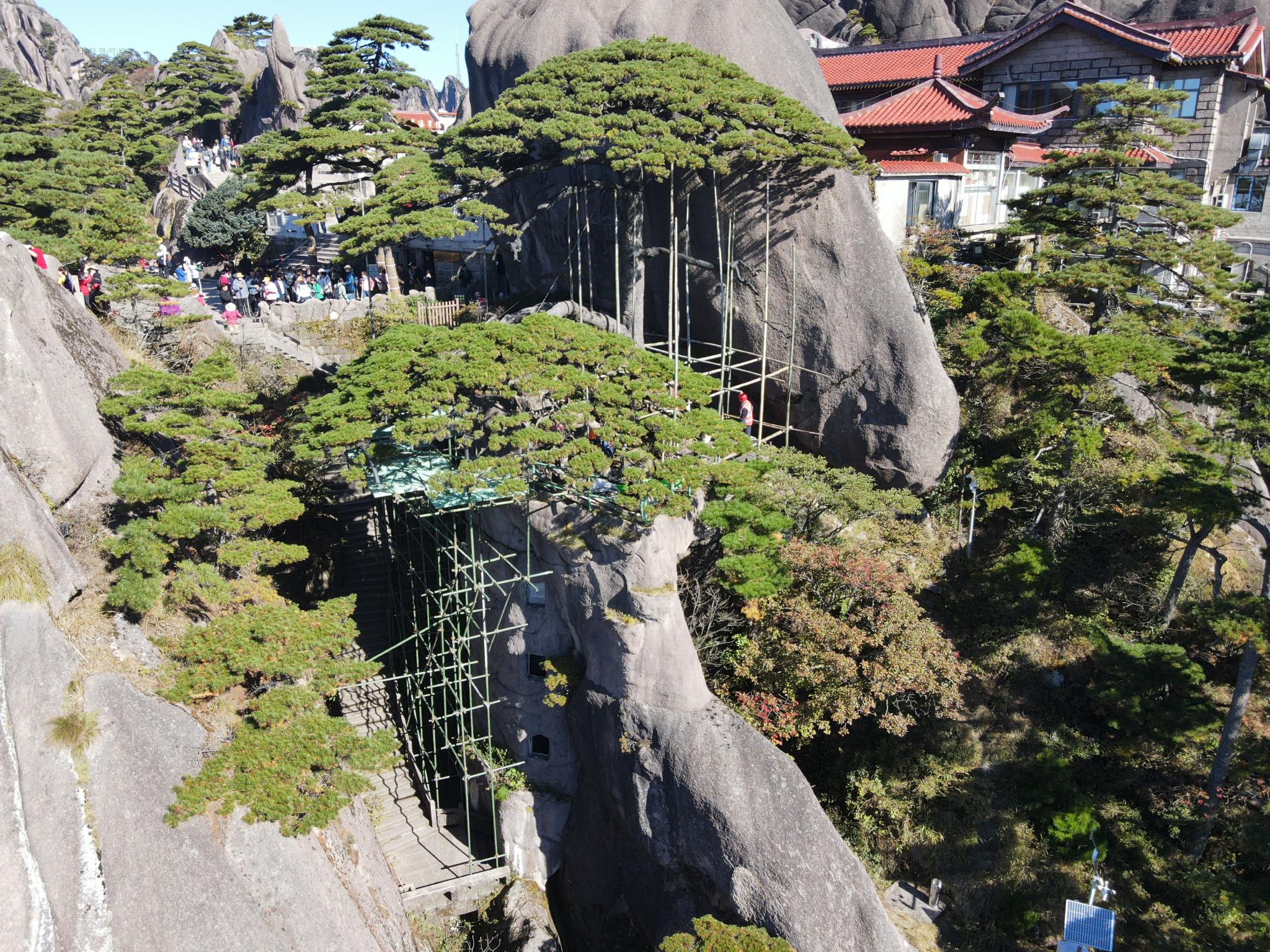 新华社发 (丁丁 摄)据介绍,此次迎客松全面"体检"将开展古树名木生