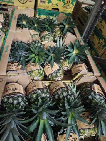 万众期待的马来西亚 MD2 猫王黄金凤梨现进军中国，亮相第19届东博会农业展休闲区蓝鸢梦想 - Www.slyday.coM