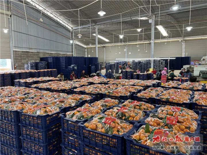 突然就有过年的气氛了！广西的砂糖橘、四季蜜芒上新，今年价格是→休闲区蓝鸢梦想 - Www.slyday.coM