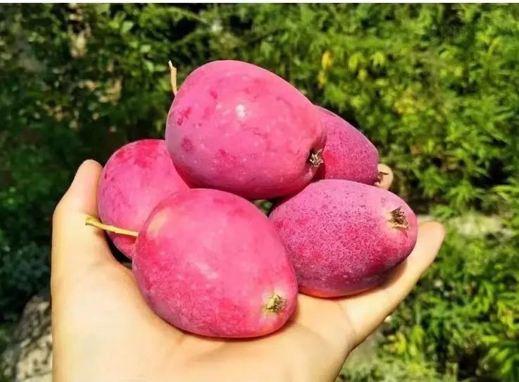 来自新疆的香妃海棠果90%人没吃过，入口嘎嘣脆，酸甜可口，不愧是孩子心头巨爱~休闲区蓝鸢梦想 - Www.slyday.coM