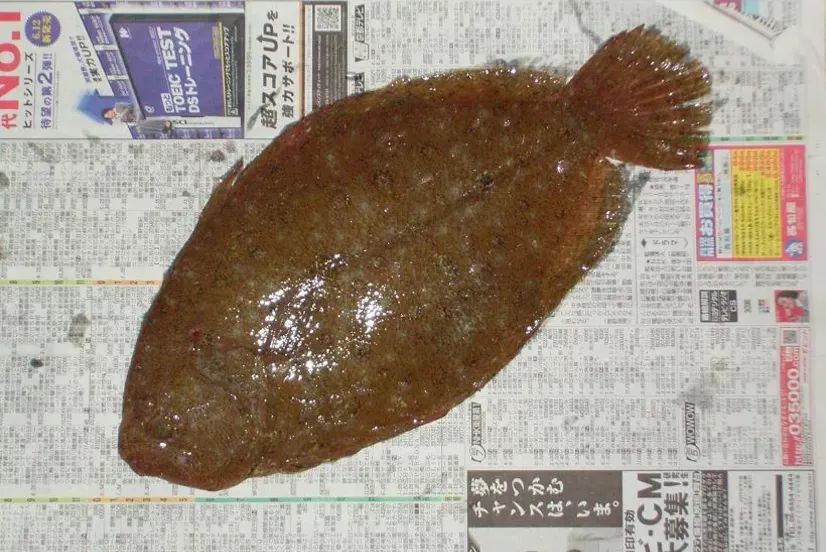 36图 | 青岛15种鲽形目鱼类合集__财经头条