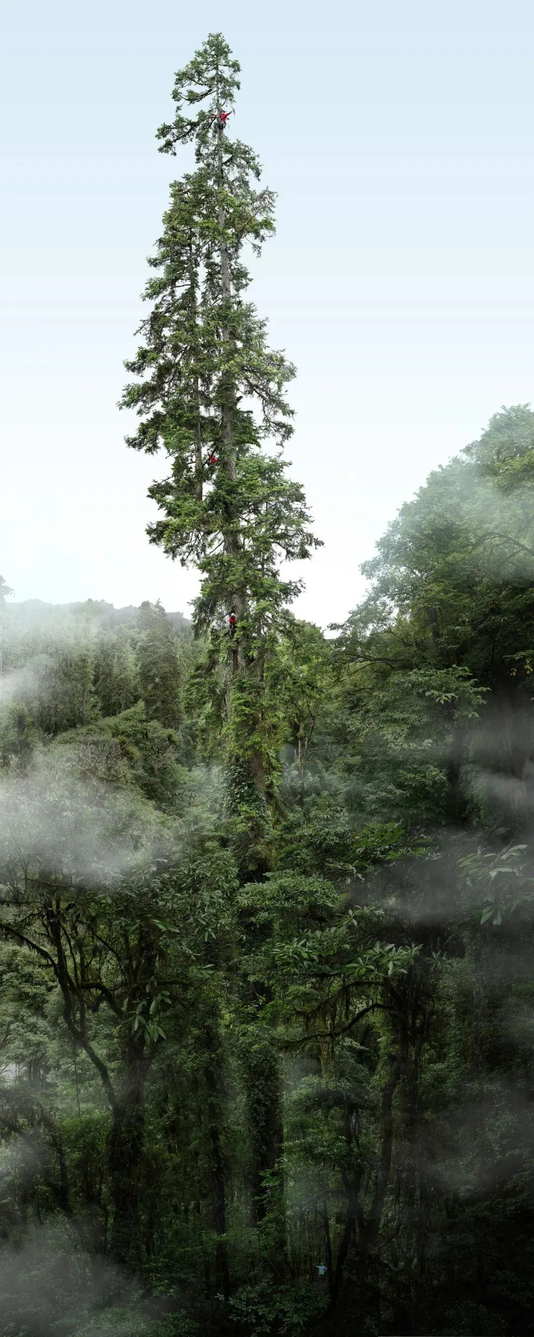 ▲中国巨树云南黄果冷杉等身照，高度83.4米。图/“野性中国”工作室