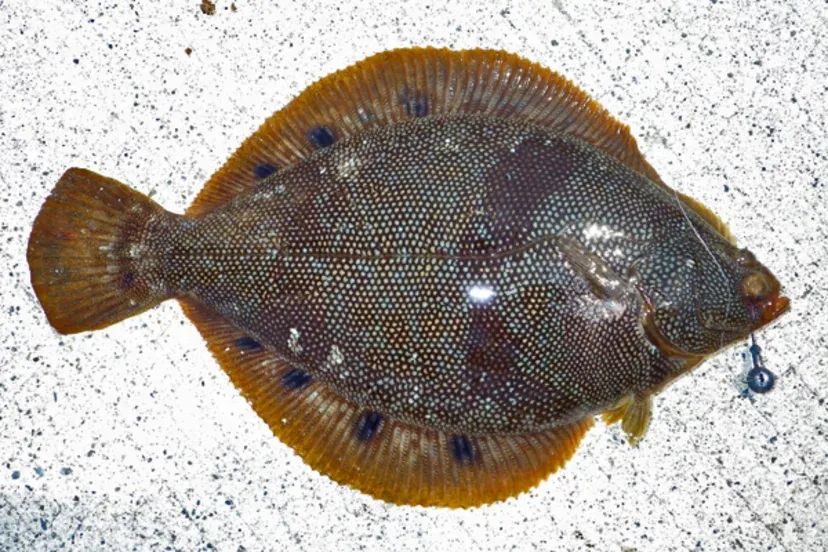 圆斑星鲽/verasper variegatus英文名marbled flounder,俗称黄盖,小嘴