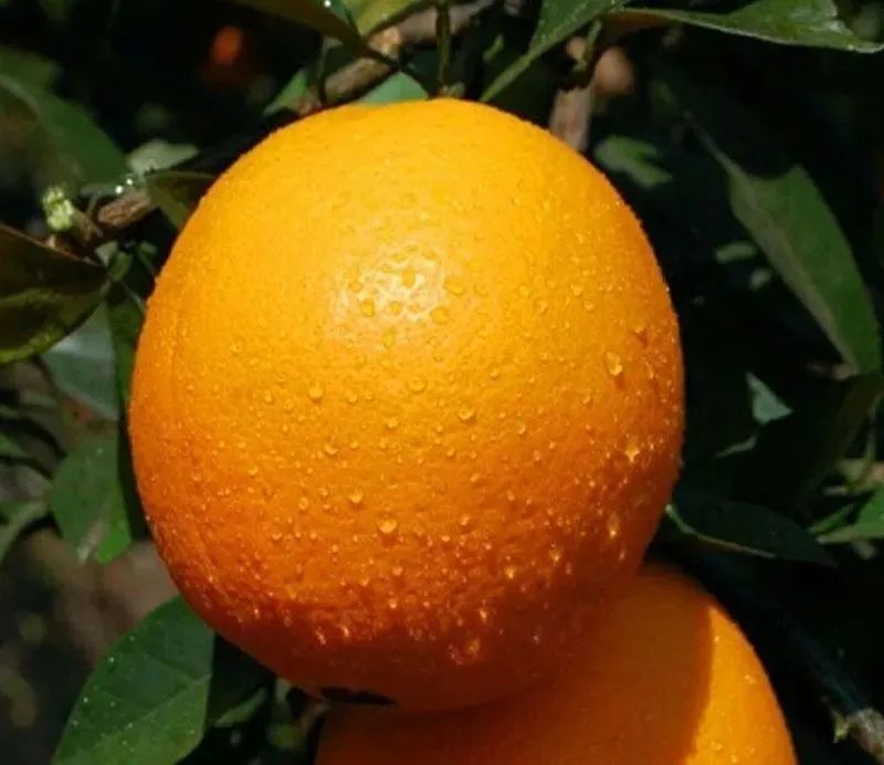 秋日如诗的江西，应配以美食!休闲区蓝鸢梦想 - Www.slyday.coM