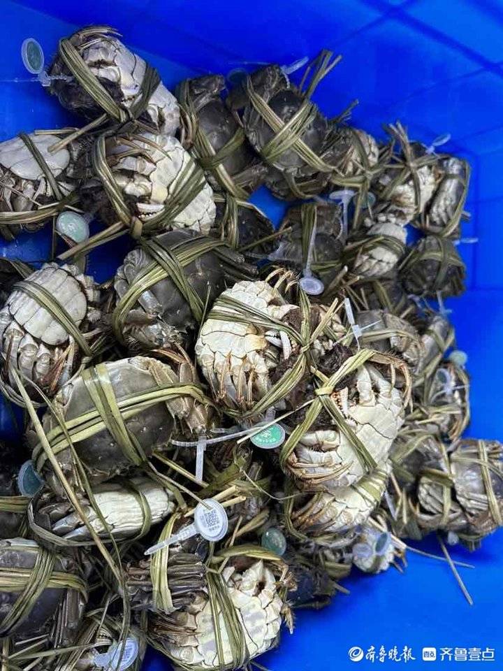 今年产量少价格高，想吃肥美的大闸蟹要等到本月底休闲区蓝鸢梦想 - Www.slyday.coM