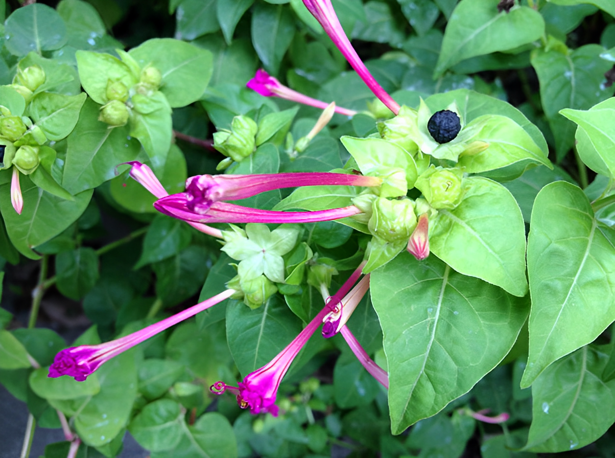 1种名贵的"地雷花",以往在山上泛滥,如今却难找,是中药草__财经头条