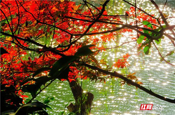 阅岁月之美，品君山秋色，这又是一处让人心动的地方休闲区蓝鸢梦想 - Www.slyday.coM