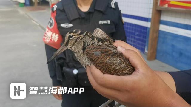 二级保护动物丘鹬受伤，误入民宅！接下来的一幕，太暖了……休闲区蓝鸢梦想 - Www.slyday.coM