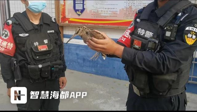 二级保护动物丘鹬受伤，误入民宅！接下来的一幕，太暖了……休闲区蓝鸢梦想 - Www.slyday.coM