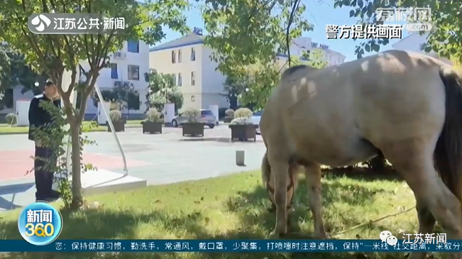 差点吃秃了！走失小马驹大啃派出所草坪！好在……休闲区蓝鸢梦想 - Www.slyday.coM
