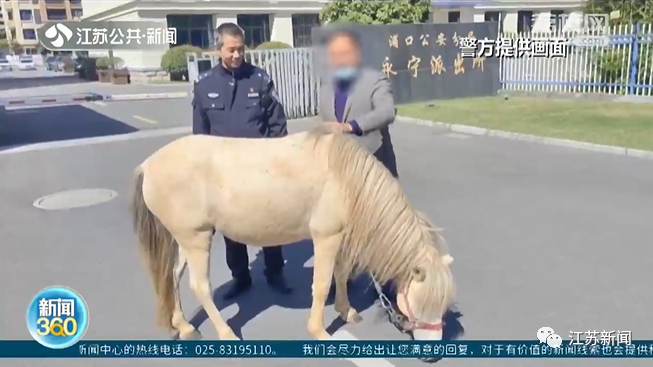 差点吃秃了！走失小马驹大啃派出所草坪！好在……休闲区蓝鸢梦想 - Www.slyday.coM