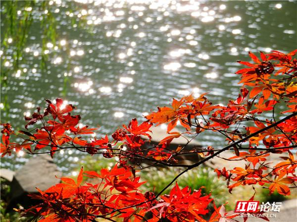 阅岁月之美，品君山秋色，这又是一处让人心动的地方休闲区蓝鸢梦想 - Www.slyday.coM