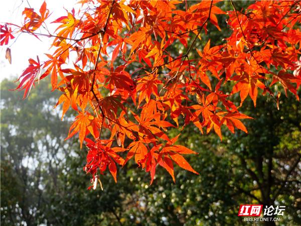 阅岁月之美，品君山秋色，这又是一处让人心动的地方休闲区蓝鸢梦想 - Www.slyday.coM