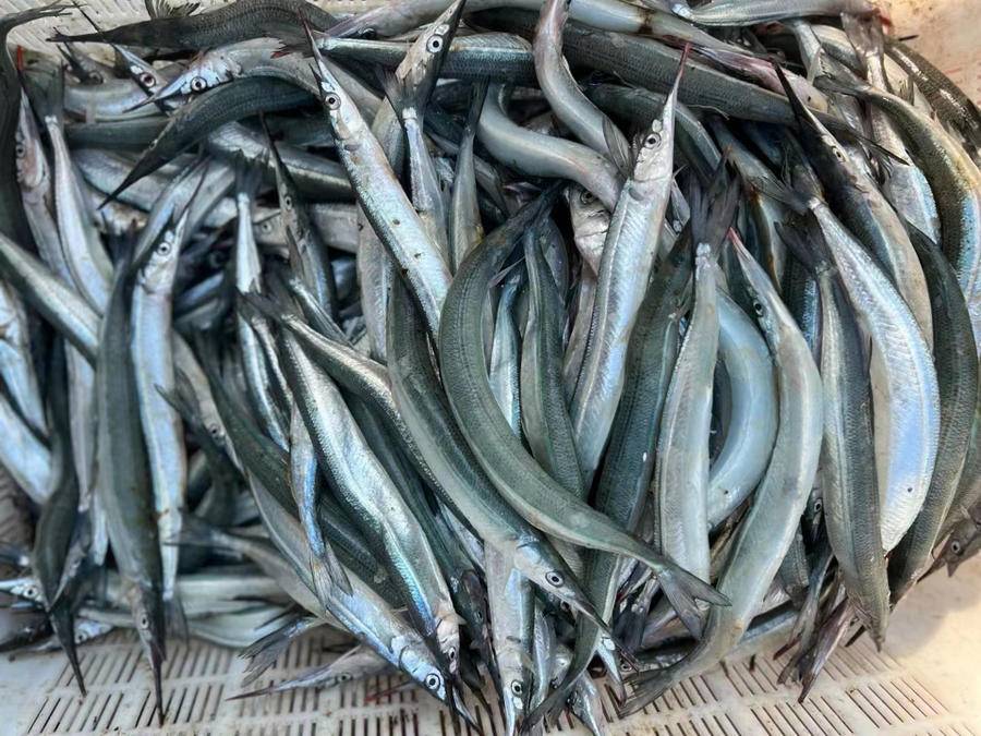 长岛美食 | 蒸针良鱼