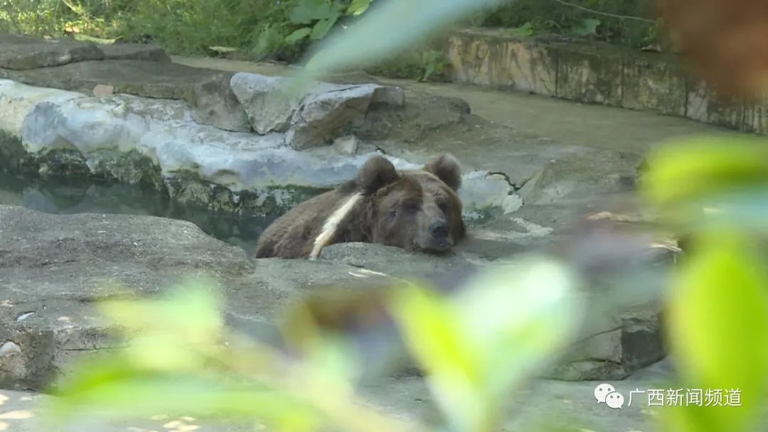 现实版疯狂动物城圈粉无数，南宁动物园回应：正常习性休闲区蓝鸢梦想 - Www.slyday.coM