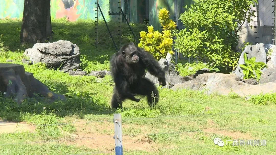 现实版疯狂动物城圈粉无数，南宁动物园回应：正常习性休闲区蓝鸢梦想 - Www.slyday.coM