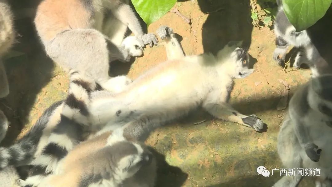 现实版疯狂动物城圈粉无数，南宁动物园回应：正常习性休闲区蓝鸢梦想 - Www.slyday.coM