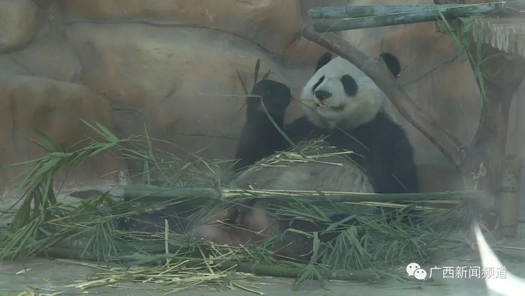 现实版疯狂动物城圈粉无数，南宁动物园回应：正常习性休闲区蓝鸢梦想 - Www.slyday.coM