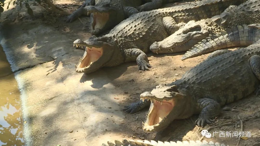 现实版疯狂动物城圈粉无数，南宁动物园回应：正常习性休闲区蓝鸢梦想 - Www.slyday.coM