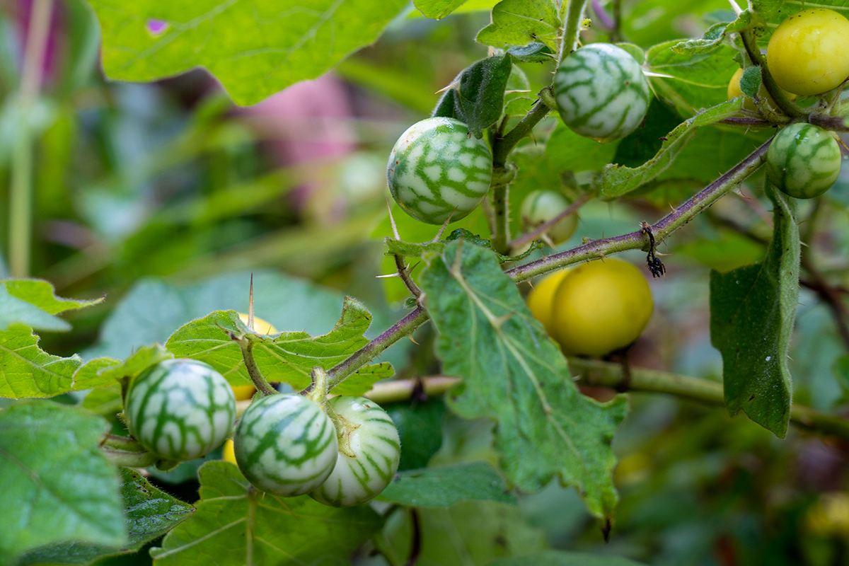 外来入侵植物喀西茄,果实像西瓜人称牙痛果,很多人不知道价值|果实