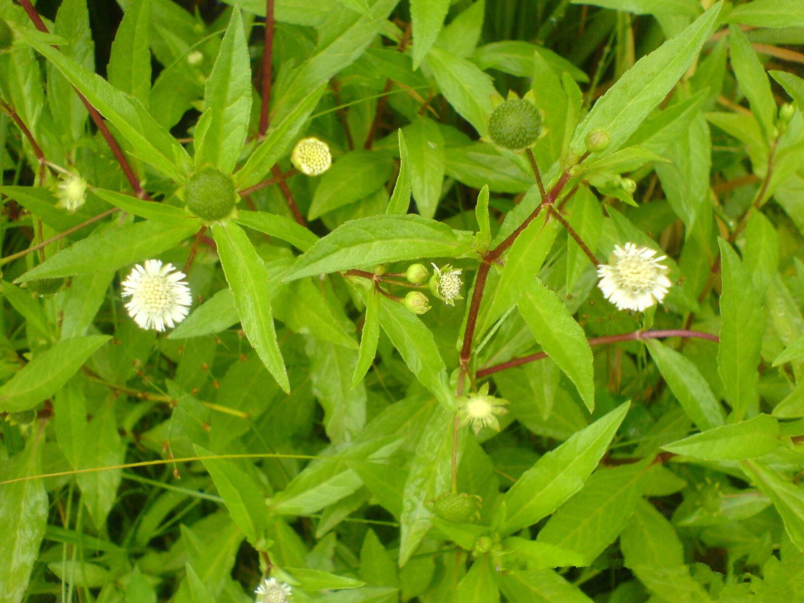 水沟边常见墨旱莲,是天然的染发剂,人称白发克星,白发