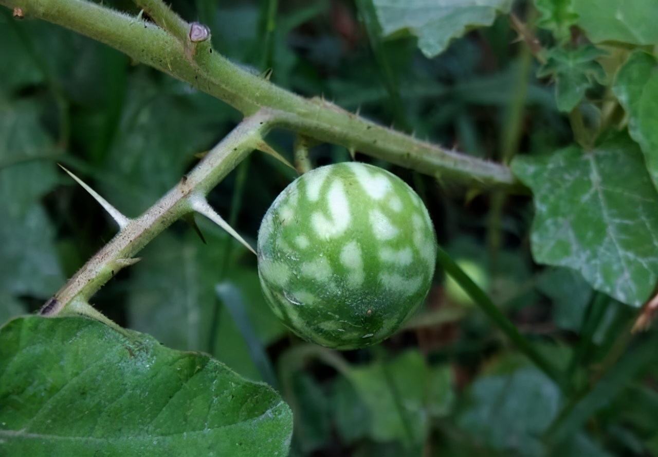外来入侵植物喀西茄,果实像西瓜人称牙痛果,很多人不知道价值|果实
