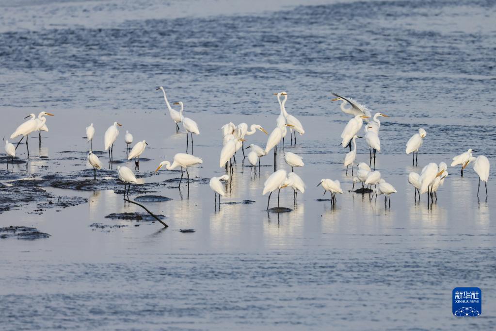 新华全媒+丨海口：湿地如画引鸟来|红树林|湿地|海口市_新浪新闻