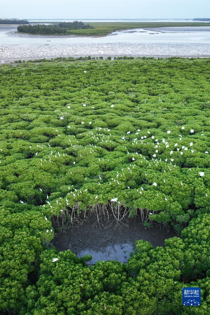 新华全媒+丨海口:湿地如画引鸟来|红树林|湿地|海口市_新浪新闻