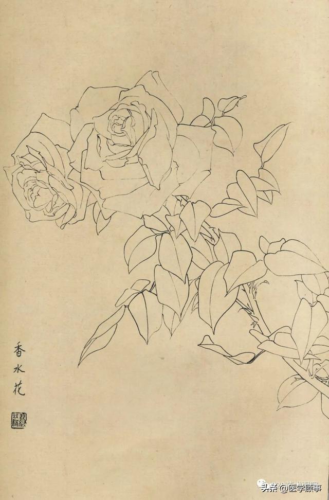 百花白描圖譜|君子蘭|水仙|紫羅蘭_新浪新聞