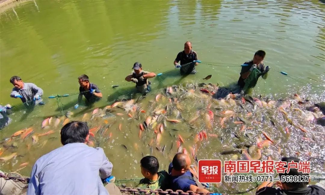 卖吗？南宁一公园捞了上千公斤“工具鱼”……休闲区蓝鸢梦想 - Www.slyday.coM