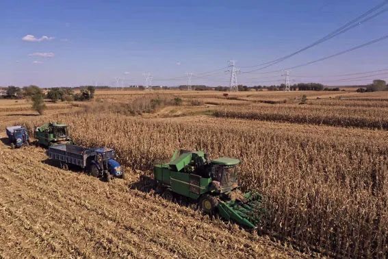 昌图县玉米秋收现场.(受访者供图)