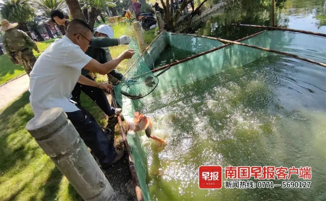 卖吗？南宁一公园捞了上千公斤“工具鱼”……休闲区蓝鸢梦想 - Www.slyday.coM