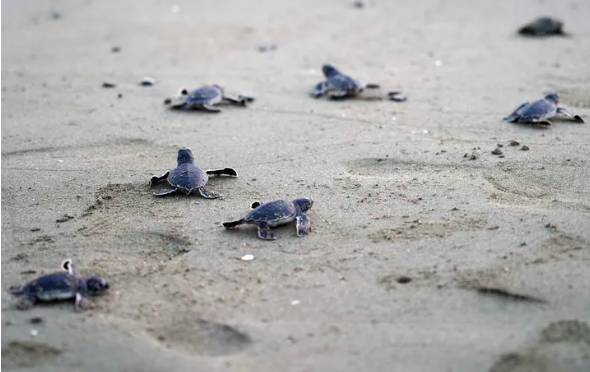 全球生物多样性成绩单：主要动物50年少七成休闲区蓝鸢梦想 - Www.slyday.coM