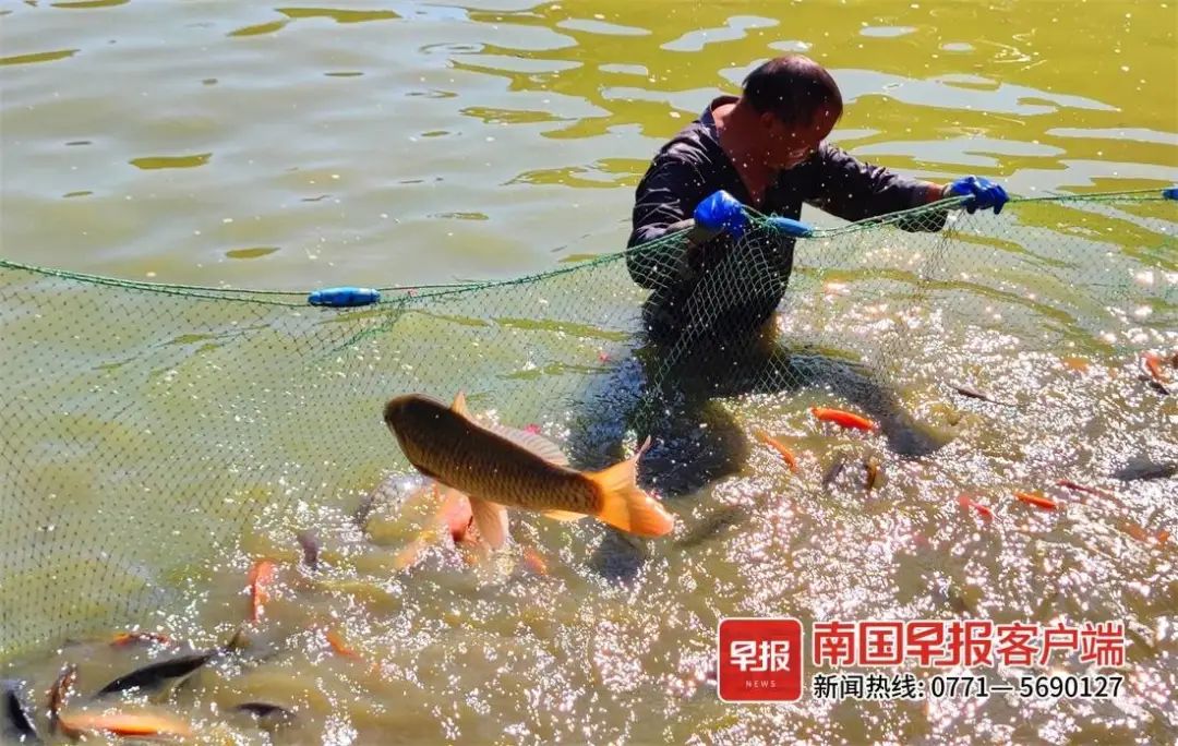 卖吗？南宁一公园捞了上千公斤“工具鱼”……休闲区蓝鸢梦想 - Www.slyday.coM