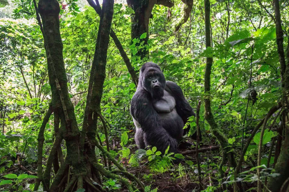 全球生物多样性成绩单：主要动物50年少七成休闲区蓝鸢梦想 - Www.slyday.coM