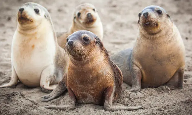 全球生物多样性成绩单：主要动物50年少七成休闲区蓝鸢梦想 - Www.slyday.coM