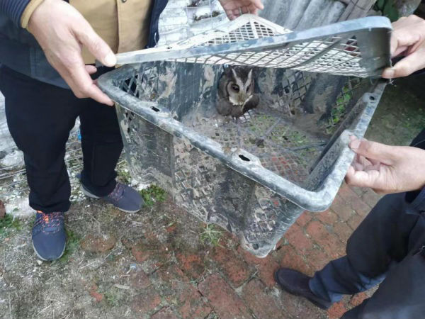 南昌市太平镇来了一位特殊“客人” ，干群携手救助国家二级保护动物休闲区蓝鸢梦想 - Www.slyday.coM