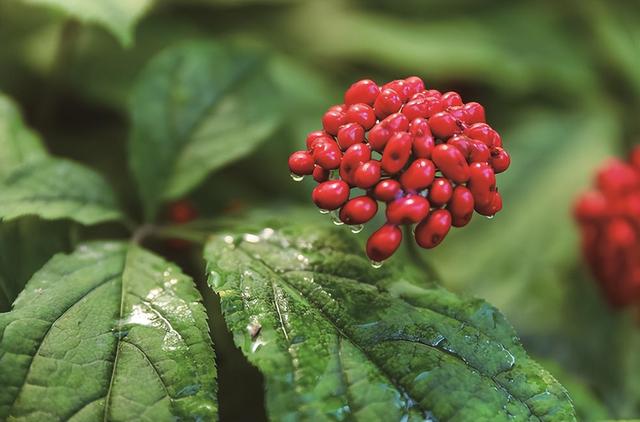 非凡十年 多彩吉地丨通化市：践行新发展理念 建设绿美“山城”休闲区蓝鸢梦想 - Www.slyday.coM