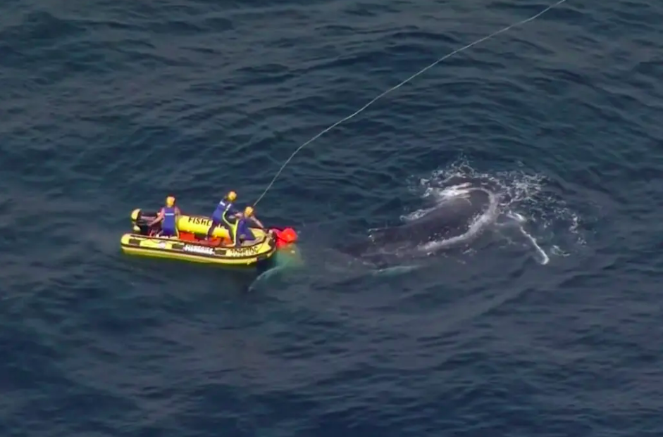 全球生物多样性成绩单：主要动物50年少七成休闲区蓝鸢梦想 - Www.slyday.coM
