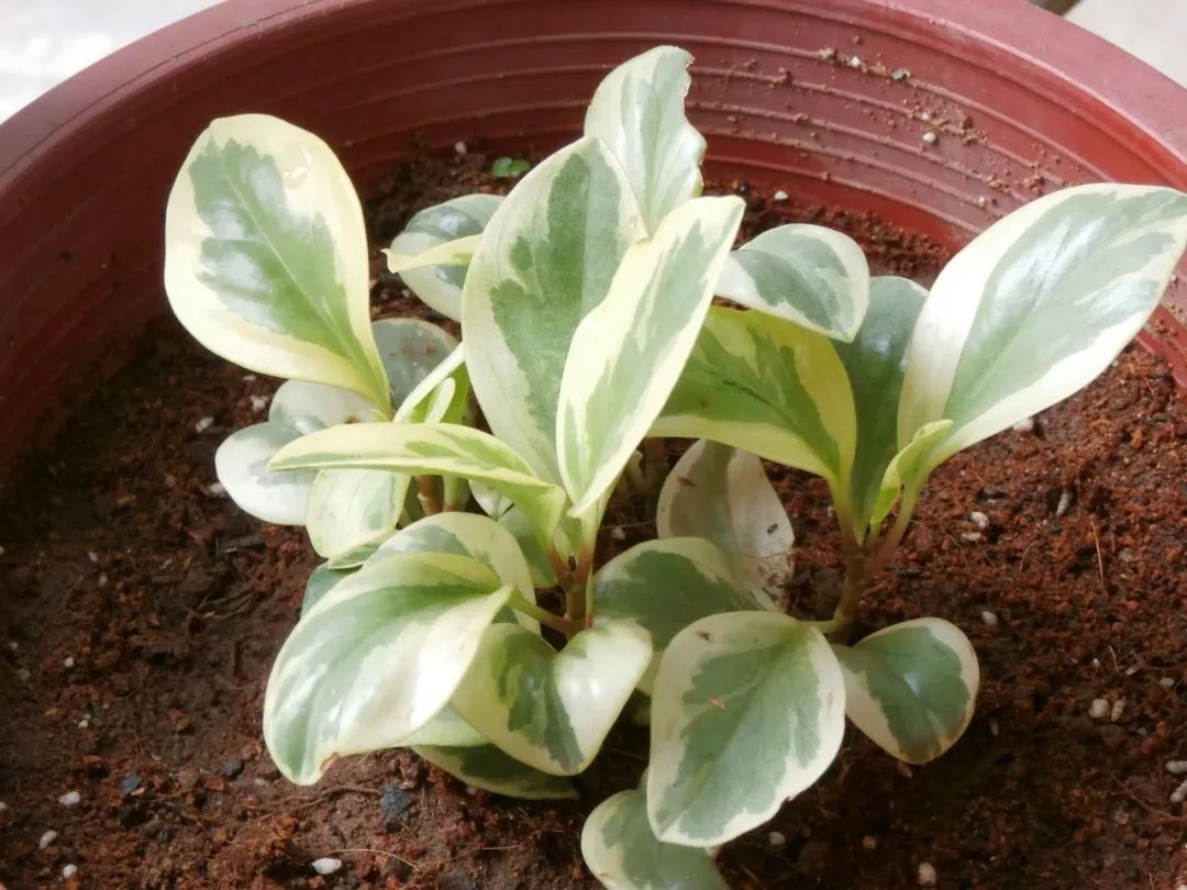 叶子肥厚的圆叶椒草,适当控水后,"植物杀手"都能养好它__财经头条